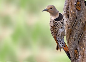 The official Alabama state bird.