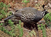 Picture of the California+Quail, the official state bird of California.