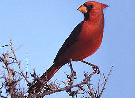 The official Indiana state bird.