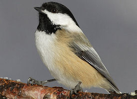 The official Maine state bird.