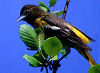 Picture of the Baltimore+Oriole, the official state bird of Maryland.