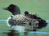 Picture of the Common+Loon, the official state bird of Minnesota.