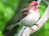 Picture of the Purple+Finch+, the official state bird of New Hampshire.