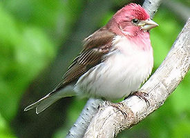 The official New Hampshire state bird.