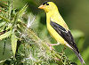 Picture of the Eastern+Goldfinch, the official state bird of New Jersey.