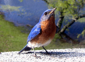 The official New York state bird.