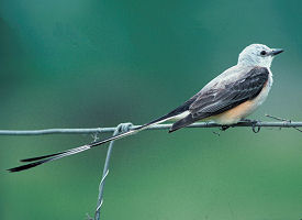 The official Oklahoma state bird.