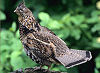 Picture of the Ruffed+Grouse+, the official state bird of Pennsylvania.