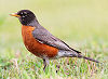 Picture of the American+Robin, the official state bird of Wisconsin.