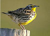 Picture of the Meadowlark, the official state bird of Wyoming.