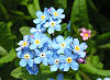 Picture of the Forget-Me-Not, the official state flower of Alaska.