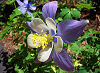 Picture of the Rocky Mountain Columbine, the official state flower of Colorado.