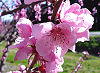 Picture of the Peach Blossom, the official state flower of Delaware.