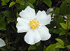 Picture of the Cherokee Rose, the official state flower of Georgia.