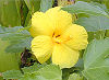 Picture of the Hawaiian Hibiscus, the official state flower of Hawaii.