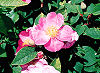 Picture of the Wild Rose, the official state flower of Iowa.