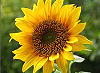 Picture of the Native Sunflower, the official state flower of Kansas.