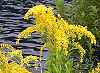 Picture of the Goldenrod, the official state flower of Kentucky.