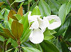 Picture of the Magnolia, the official state flower of Louisiana.