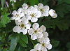 Picture of the Hawthorn, the official state flower of Missouri.