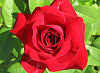 Picture of the Oklahoma Rose, the official state flower of Oklahoma.