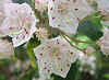 Picture of the Mountain Laurel, the official state flower of Pennsylvania.