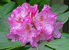 Picture of the Coast Rhododendron, the official state flower of Washington.
