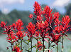 Picture of the Indian Paintbrush, the official state flower of Wyoming.